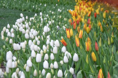 renkli laleler, Lale zaman, Bahar arka plan