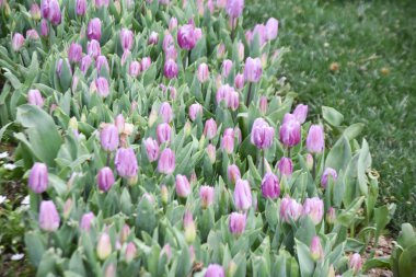 renkli laleler, Lale zaman, Bahar arka plan