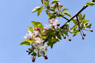 Bahar zamanı, bahar ağacı, çiçek açan ağaç