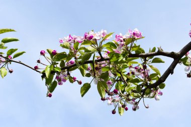 Bahar zamanı, bahar ağacı, çiçek açan ağaç