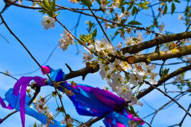 Bahar Zamanı, bahar ağacı, çiçek açan ağaç