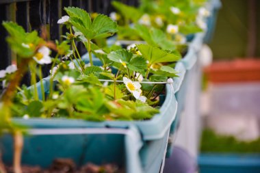 meyve kaplarında çilek, meyve arka plan