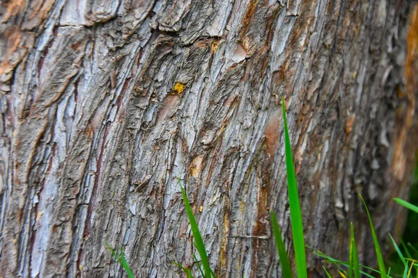 Wood Texture Wood Natural Wood Background — Stock Photo, Image