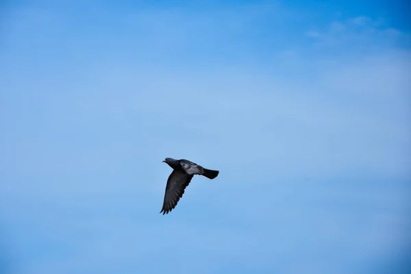 Flygande Duva Fågel Aktion — Stockfoto