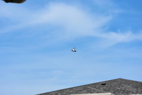 Fliegender Taubenvogel Aktion — Stockfoto