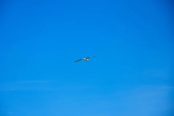 Gaivotas Voando Céu — Fotografia de Stock