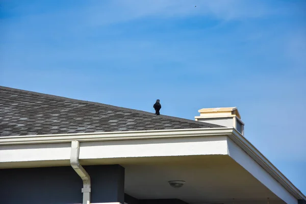 Corvo Preto Fundo Azul Céu — Fotografia de Stock