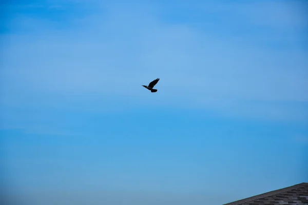 Corvo Preto Fundo Azul Céu — Fotografia de Stock