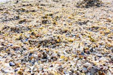 arka plan olarak renkli deniz kabukları