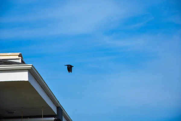 Чорна Ворона Фон Блакитного Неба — стокове фото