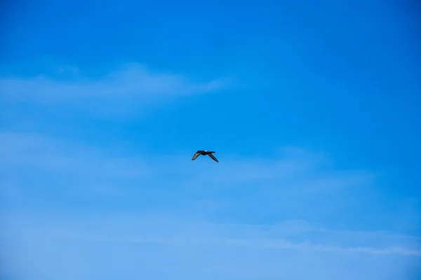 Fliegender Taubenvogel Aktion — Stockfoto