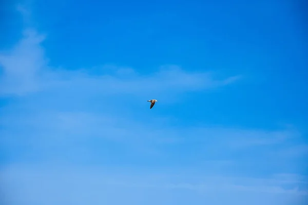 Gaivotas Voando Céu — Fotografia de Stock