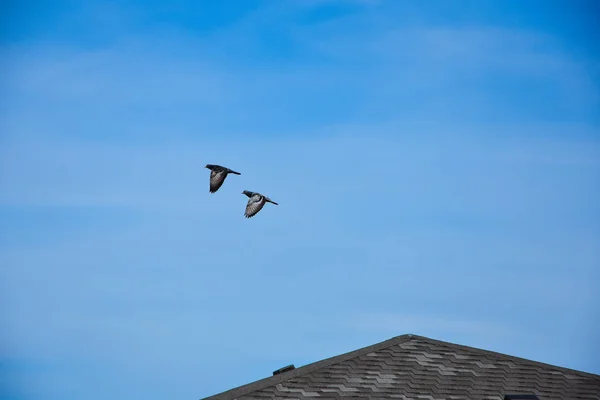 Fliegender Taubenvogel Aktion — Stockfoto