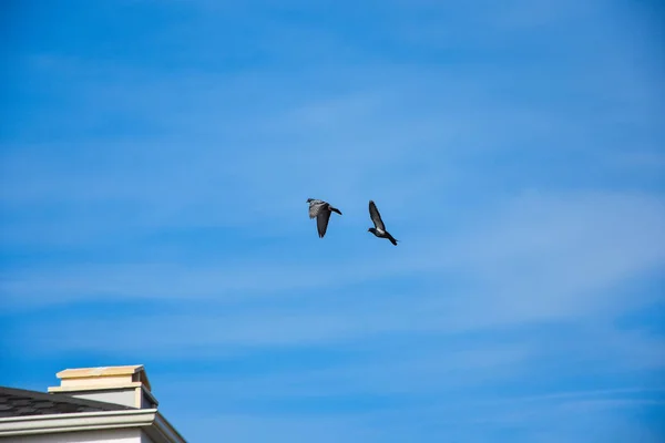 Fliegender Taubenvogel Aktion — Stockfoto