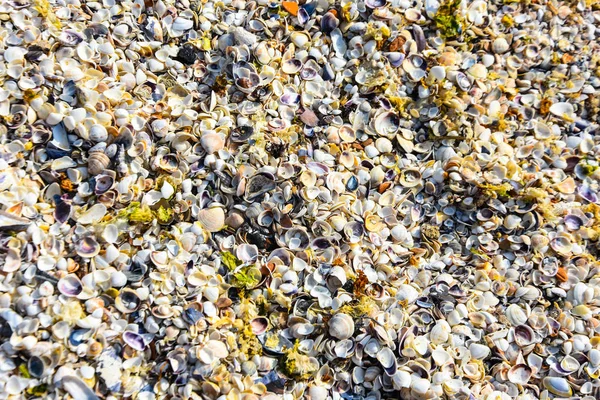 Colorful Sea Shells Background — Stock Photo, Image