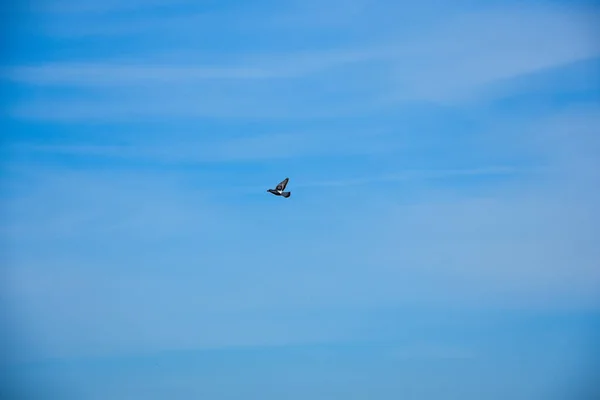Flygande Duva Fågel Aktion — Stockfoto