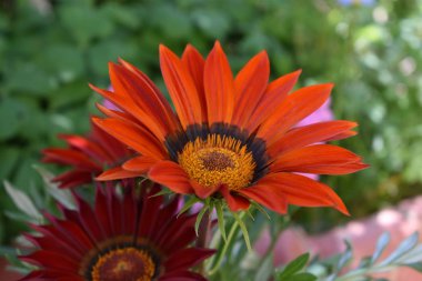 Portakal Çiçeği. Yakından kapatın. Ayrıntı