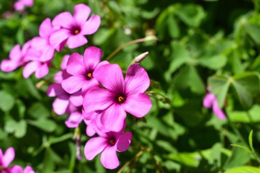 Pembe çiçek. İlkbahar ve yaz arka planı