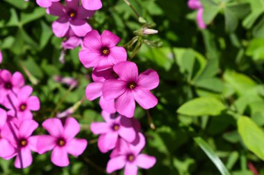 Pembe çiçek. İlkbahar ve yaz arka planı