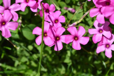 Pembe çiçek. İlkbahar ve yaz arka planı