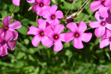 Pembe çiçek. İlkbahar ve yaz arka planı