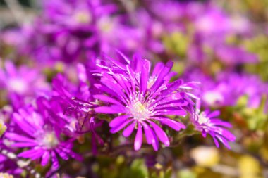 Pembe çiçek. İlkbahar ve yaz arka planı