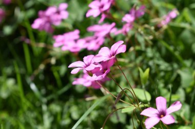 Pembe çiçek. İlkbahar ve yaz arka planı
