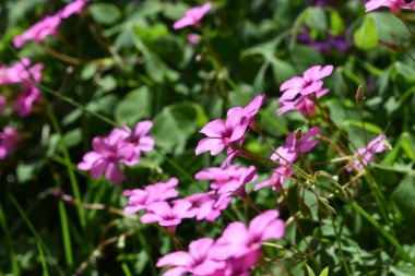 Pembe çiçek. İlkbahar ve yaz arka planı