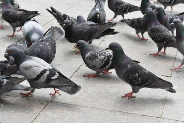 yem yiyen güvercinler. Kuşlar Arka Plan