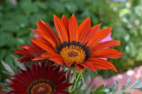 Portakal Çiçeği. Yakından kapatın. Ayrıntı