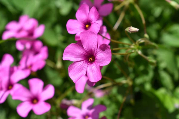 Flor Rosa Fondo Primavera Verano — Foto de Stock