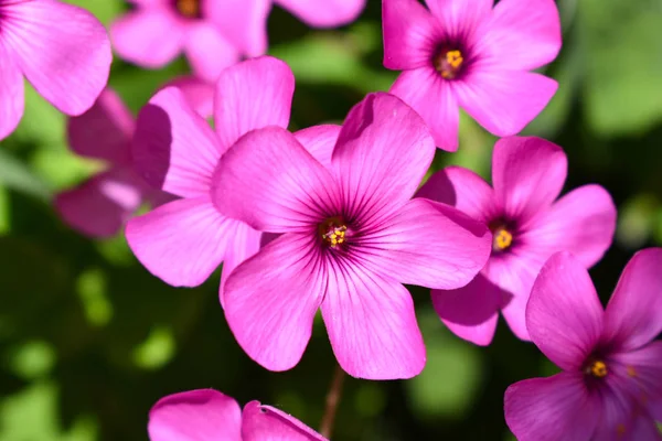 Růžový Květ Jarní Letní Pozadí — Stock fotografie