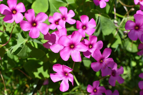 粉红色的花 春季和夏季背景 — 图库照片