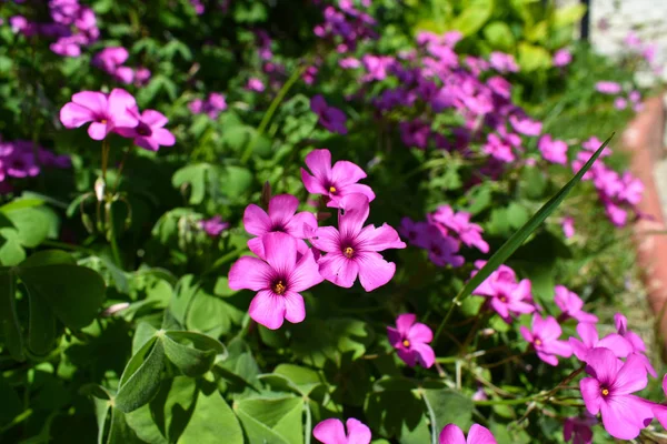 粉红色的花 春季和夏季背景 — 图库照片
