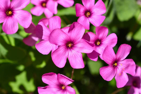 Flor Rosa Fondo Primavera Verano — Foto de Stock