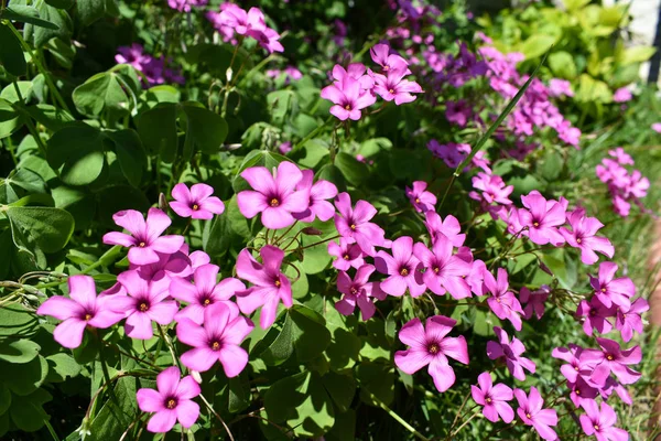粉红色的花 春季和夏季背景 — 图库照片