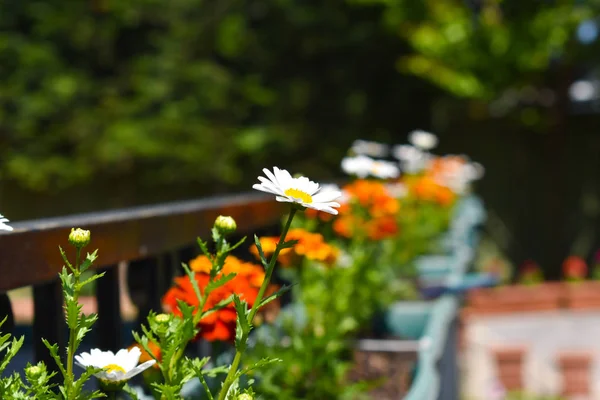 güzel çiçekler. ilkbahar ve yaz arka plan