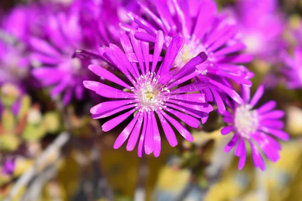 Rosa Blume Frühling Und Sommer Hintergrund — Stockfoto