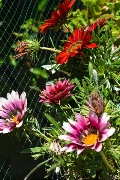 Schöne Blumen Frühling Und Sommer Hintergrund — Stockfoto