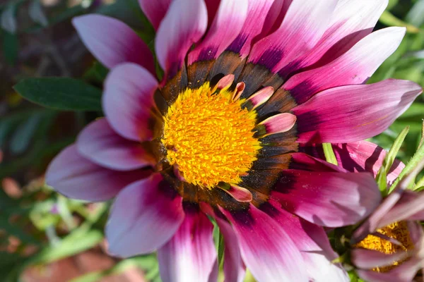 Krásné Květiny Jarní Letní Pozadí — Stock fotografie