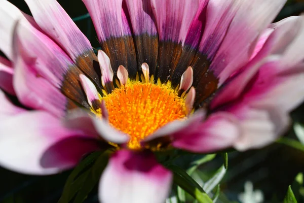 Lindas Flores Primavera Verão Fundo — Fotografia de Stock