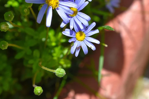 蓝色雏菊 春季和夏季背景 — 图库照片