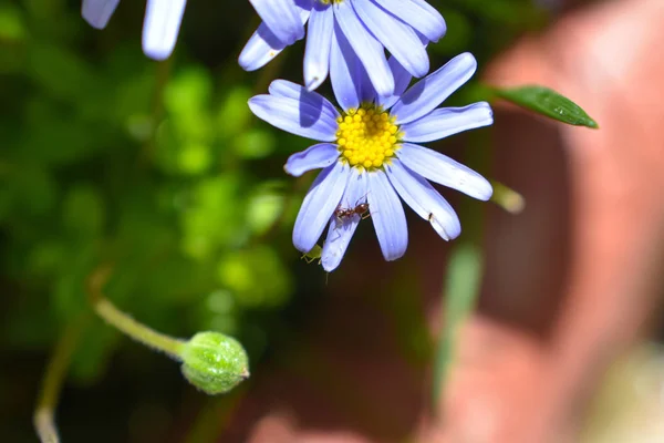 Blaues Gänseblümchen Frühling Und Sommer Hintergrund — Stockfoto