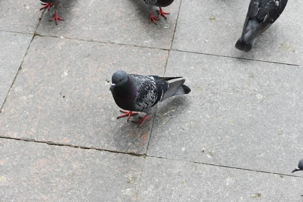Pigeons Eating Forage Birds Background — Stock Photo, Image