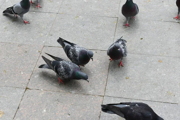 Palomas Comiendo Forraje Fondo Las Aves —  Fotos de Stock