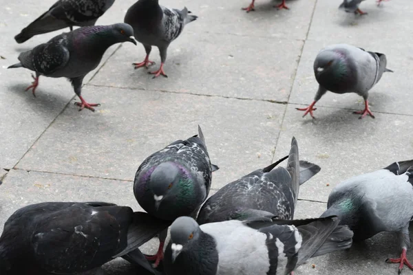 Palomas Comiendo Forraje Fondo Las Aves —  Fotos de Stock