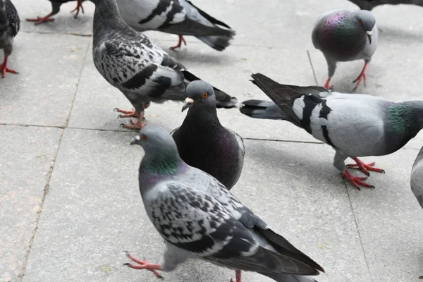 Palomas Comiendo Forraje Fondo Las Aves —  Fotos de Stock