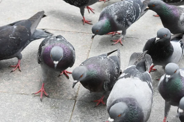 Palomas Comiendo Forraje Fondo Las Aves —  Fotos de Stock