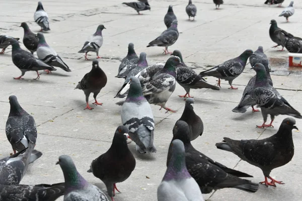 Palomas Comiendo Forraje Fondo Las Aves —  Fotos de Stock