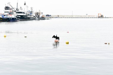 karabatak kanatları, balıkçı teknesi arka plan
